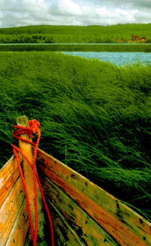 La forêt des renards perdus