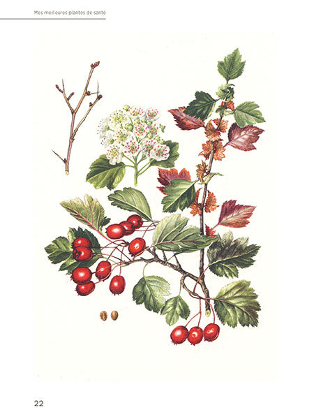 Mes meilleures plantes de santé