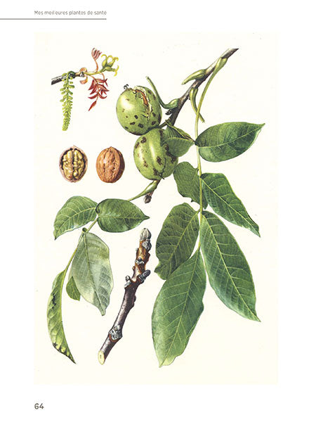 Mes meilleures plantes de santé