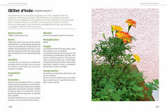 Un jardin d'aromatiques sur mon balcon