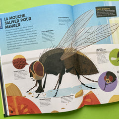 Insectes