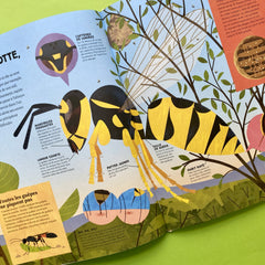 Insectes