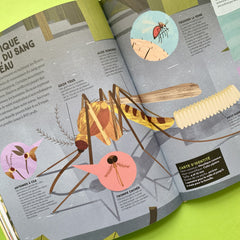 Insectes