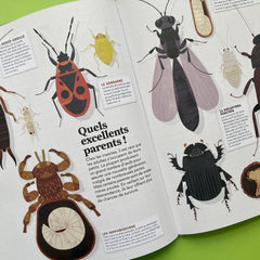 Insectes