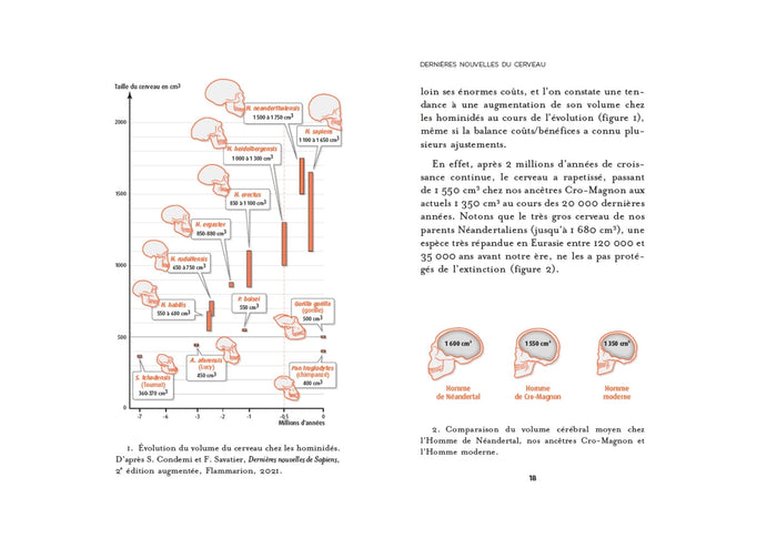 Dernières nouvelles du cerveau