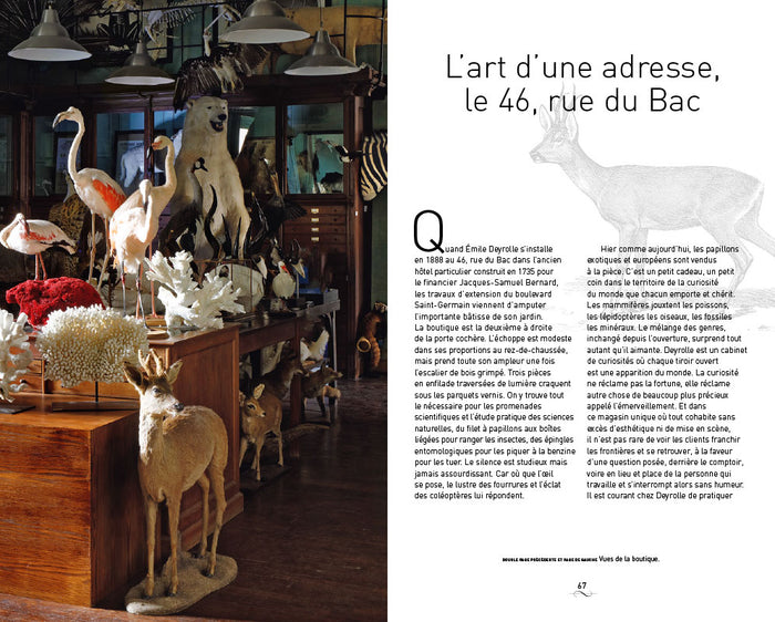 Un cabinet de curiosités parisien: Deyrolle