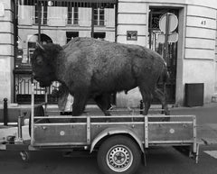 Un cabinet de curiosités parisien: Deyrolle