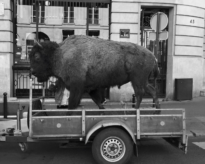 Un cabinet de curiosités parisien: Deyrolle