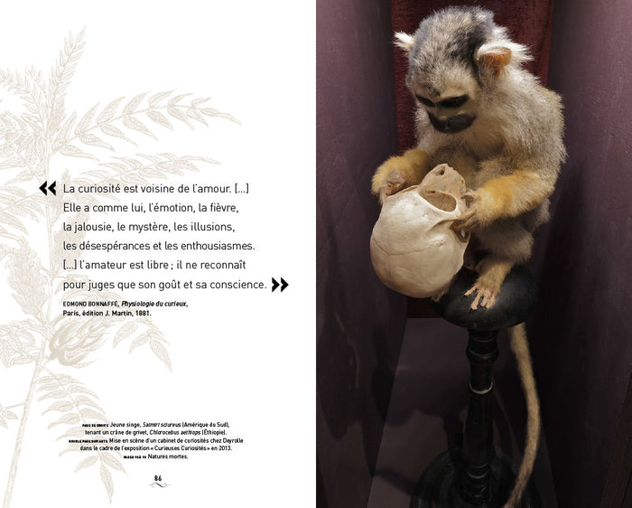 Un cabinet de curiosités parisien: Deyrolle