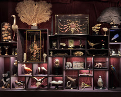 Un cabinet de curiosités parisien: Deyrolle