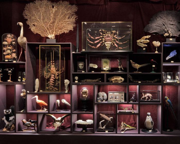 Un cabinet de curiosités parisien: Deyrolle