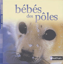 Bébés des pôles