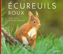 Ecureuils roux