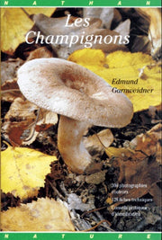 Les champignons