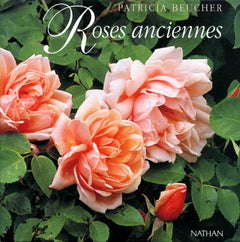 Roses anciennes d'hier et d'aujourd'hui