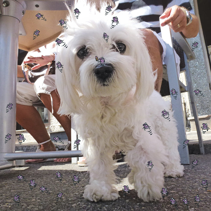 Cherche la p'tite bête !