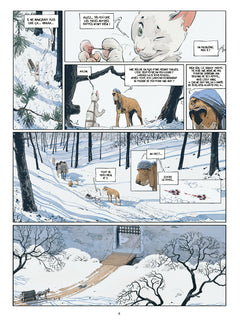 Les marguerites de l'hiver