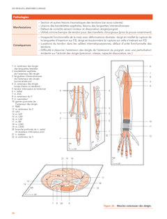 Les muscles, anatomie clinique - Tête - Tronc - Membres