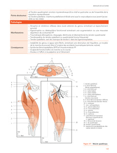 Les muscles, anatomie clinique - Tête - Tronc - Membres