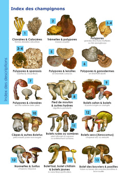 Identifier les champignons