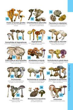 Identifier les champignons
