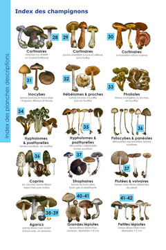 Identifier les champignons