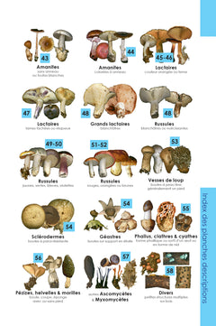 Identifier les champignons