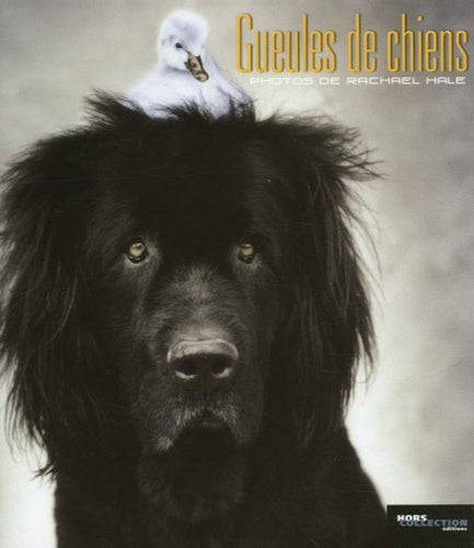 Gueules de chiens
