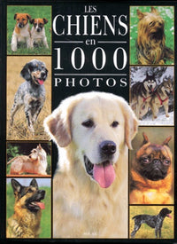 Chiens 1000 photos