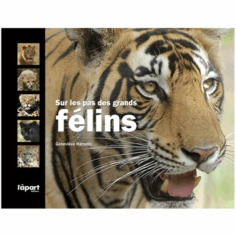 Sur les pas des grands félins