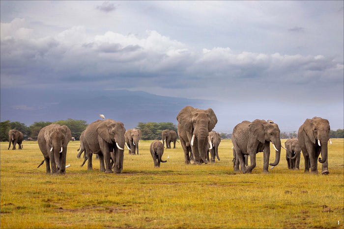 Avec les éléphants