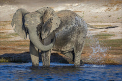 Avec les éléphants