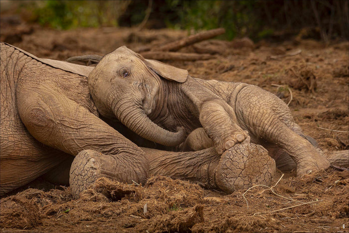 Avec les éléphants