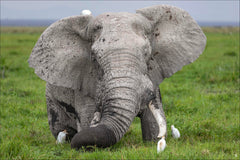 Avec les éléphants