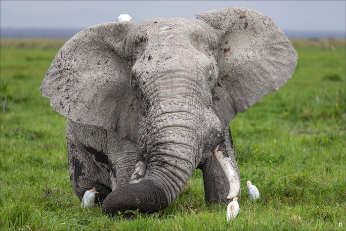 Avec les éléphants