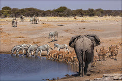 Avec les éléphants