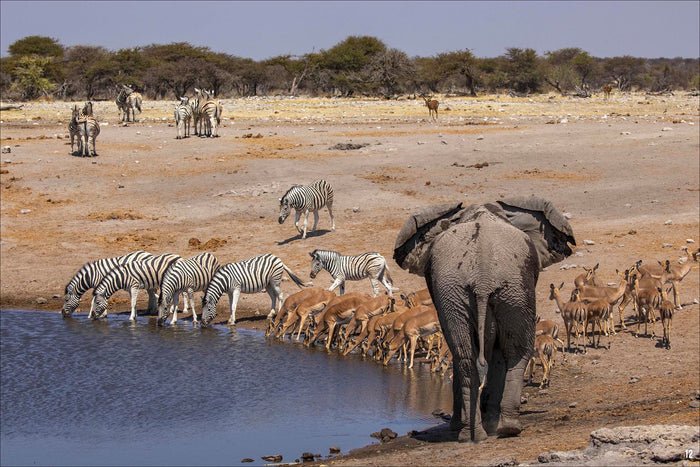Avec les éléphants