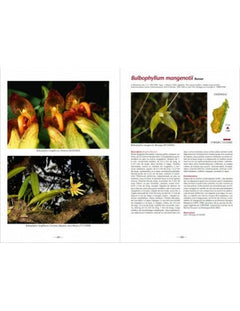 À la recherche des orchidées de Madagascar