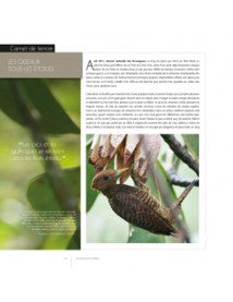 Les oiseaux de Guyane