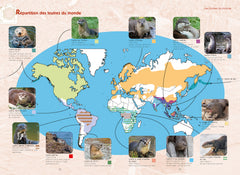 La loutre d'Europe