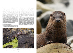 La loutre d'Europe