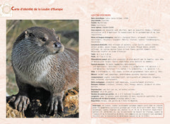 La loutre d'Europe