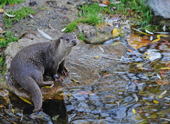 La loutre d'Europe