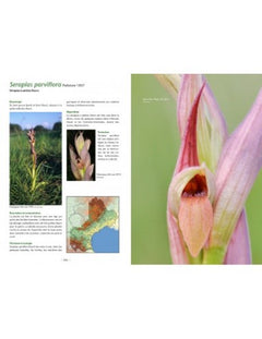 À la découverte des orchidées en Languedoc et pays catalan