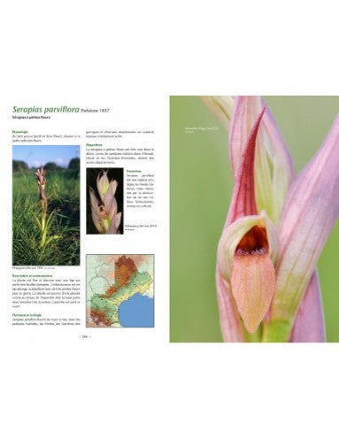 À la découverte des orchidées en Languedoc et pays catalan