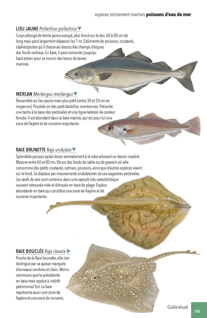 Faune & flore de la Baie du Mont Saint-Michel