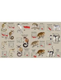 Les primates d'Afrique de l'Ouest