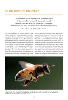 L'abeille a miel
