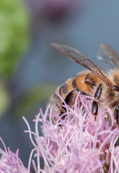 L'abeille a miel