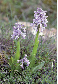 Orchidées d'Europe et de Méditerranée